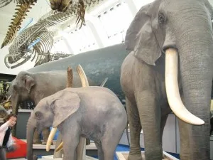 Natural_History_Museum2