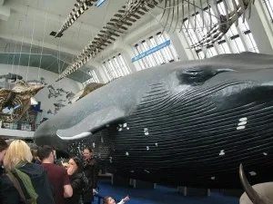 Natural_History_Museum3