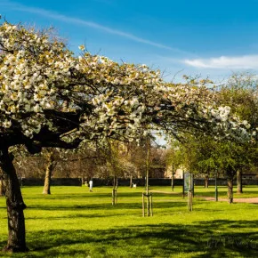 Barking Abbey