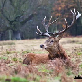 Richmond Park