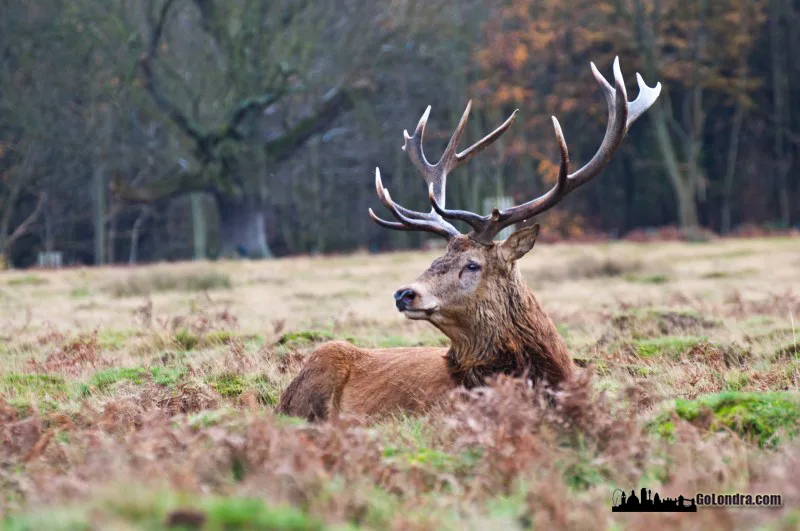 Richmond Park